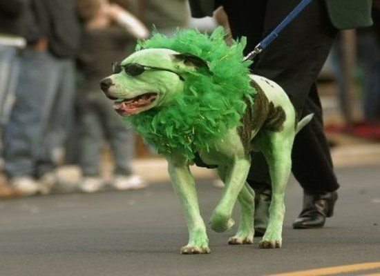 Image result for green dog